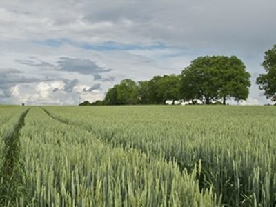 imagen destacada y optimizada MAPA solicitud única para la PAC 2024