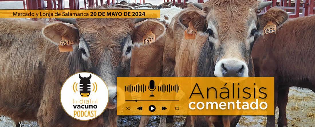 Análisis lonja y mercado ganado vacuno Salamanca 20 mayo 2024