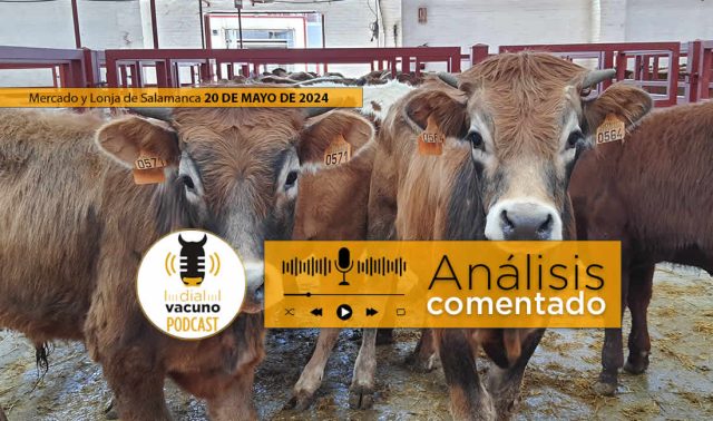 Análisis lonja y mercado ganado vacuno Salamanca 20 mayo 2024