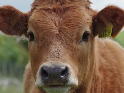 Unión de uniones reclama más presencia de ganaderos en las reuniones que afectan a su sector destacada opt.