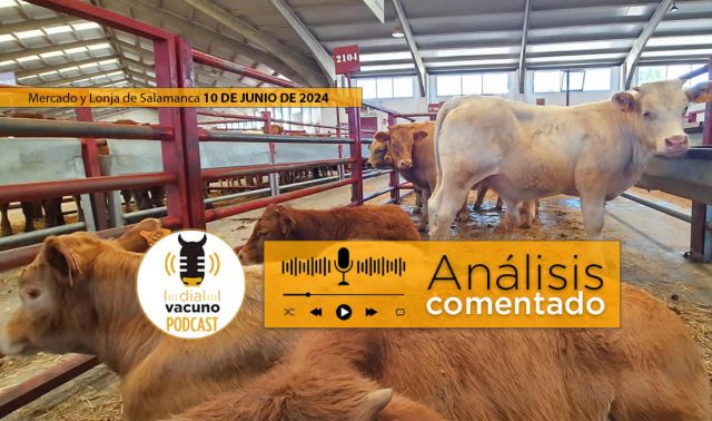 Terneros en lonja y mercado ganado salamanca