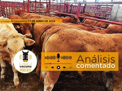 Lonja y mercado terneros y ganado vacuno Salamanca 17 junio 2024