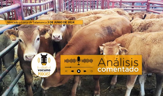 Terneros lonja y mercado salamanca 3 junio 2024