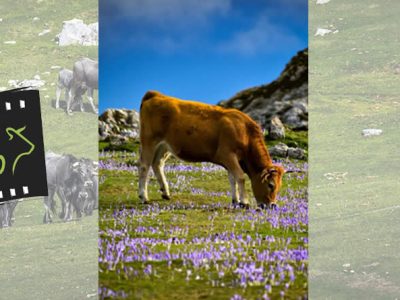 Objetivo Vacuno de PROVACUNO