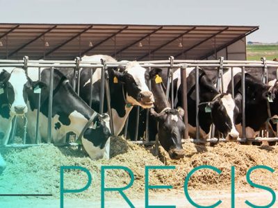 Alimentación de precisión en vacas de leche de alta producción