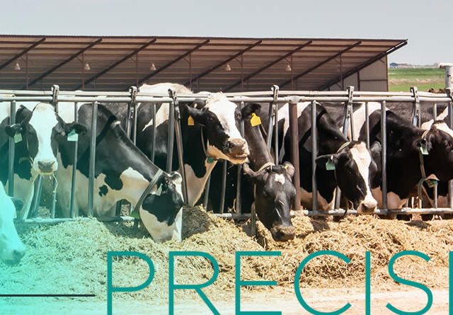 Alimentación de precisión en vacas de leche de alta producción