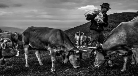 objetivo vacuno provacuno concurso de fotografía ganadería y mundo rural imagen optimizada 31jul