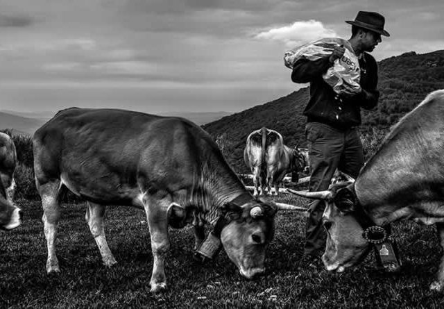 objetivo vacuno provacuno concurso de fotografía ganadería y mundo rural imagen optimizada 31jul