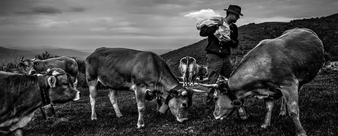 objetivo vacuno provacuno concurso de fotografía ganadería y mundo rural imagen optimizada 31jul