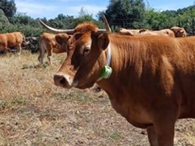 digitanimal x telefónica nueva tecnología monitorización vacas campo. destacada, optimizada 25jul