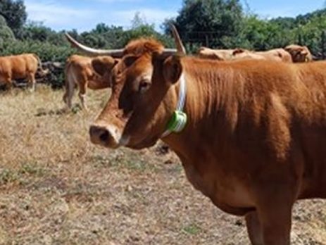 digitanimal x telefónica nueva tecnología monitorización vacas campo. destacada, optimizada 25jul