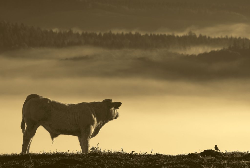 objetivo vacuno provacuno fotografía vaca mirando al horizonte tono sepia nostalgia carne