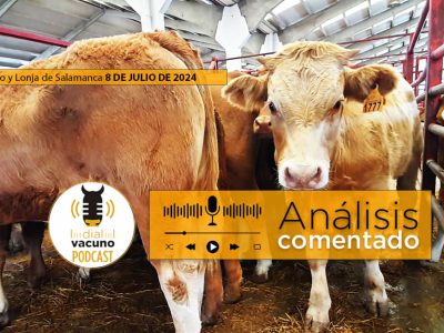 Terneros mercado y lonja Salamanca 8 julio 2024