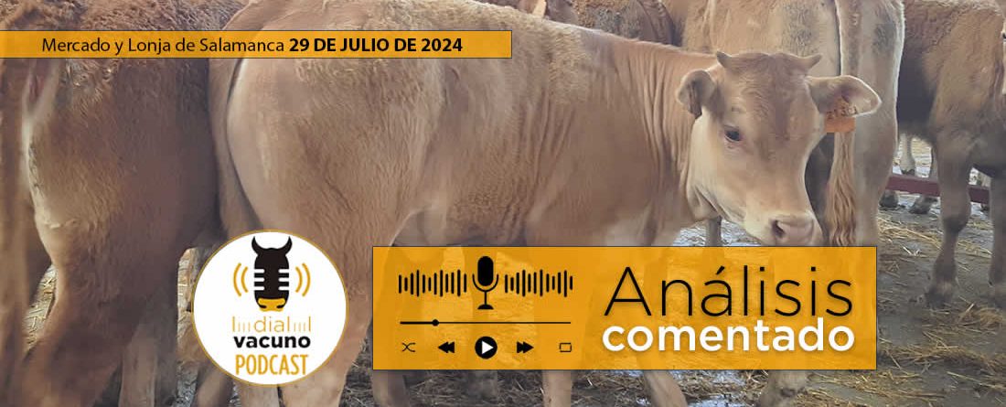 Terneros y vacas lonja y mercado ganado salamanca 29 julio 2024