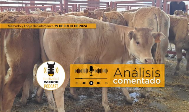 Terneros y vacas lonja y mercado ganado salamanca 29 julio 2024