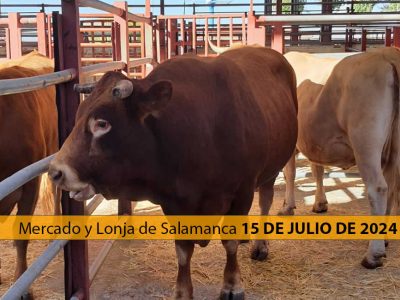 Toros y vacas mercado ganado y lonja Salamanca 15 Julio 2024