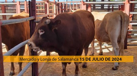 Toros y vacas mercado ganado y lonja Salamanca 15 Julio 2024