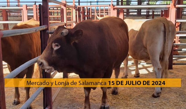 Toros y vacas mercado ganado y lonja Salamanca 15 Julio 2024