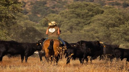 segundo puesto concurso de fotografía trashumancia. imagen de María Mateos Corrales -Trashumancia 2024. Paso de Los Cerillas por Navalmoral de la Mata_IMG_2349