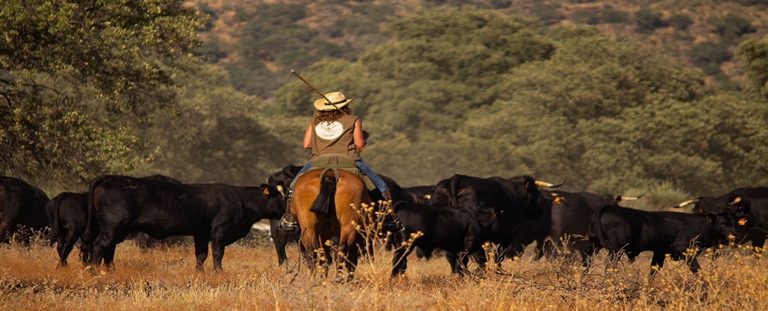 segundo puesto concurso de fotografía trashumancia. imagen de María Mateos Corrales -Trashumancia 2024. Paso de Los Cerillas por Navalmoral de la Mata_IMG_2349