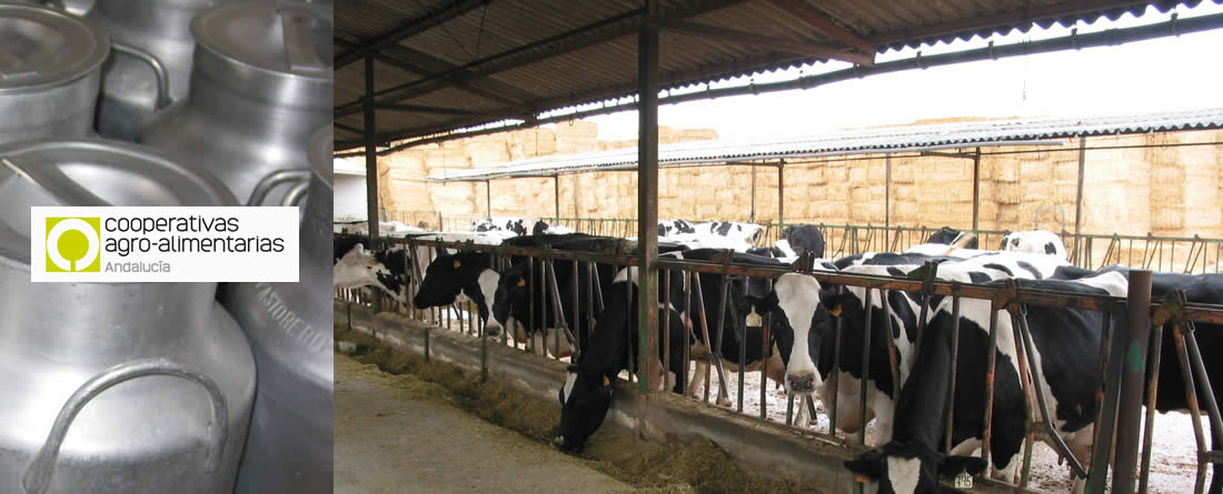 Precio leche vaca cooperativas agroalimentarias de andalucía