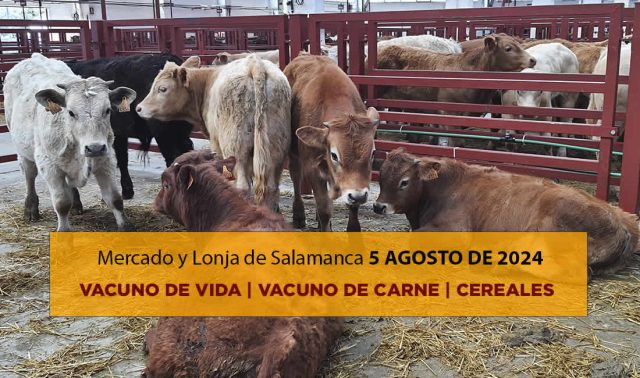Lonja y mercado de ganado vacuno salamanca 5 agosto 2024