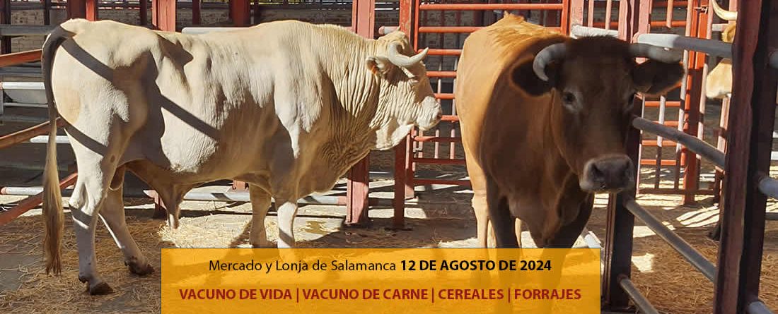 Lonja Salamanca ganado vacuno 12 agosto 2024 vacas y terneros con toros