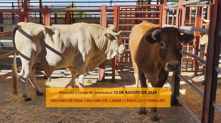 Lonja Salamanca ganado vacuno 12 agosto 2024 vacas y terneros con toros