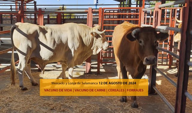 Lonja Salamanca ganado vacuno 12 agosto 2024 vacas y terneros con toros