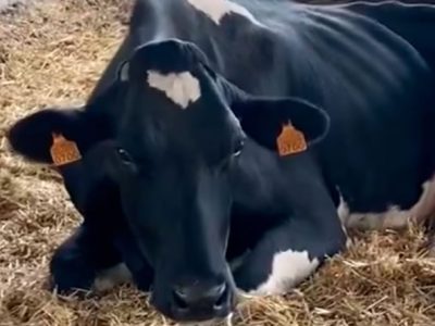 vaca lechera afectada ehe destacada upa