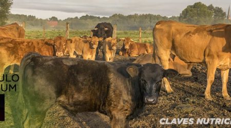 Claves para la Salud de Terneros y la Sostenibilidad en el Sector Vacuno Español