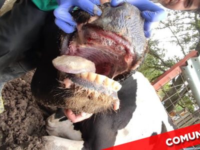 Unión de Uniones comunicado ayudas a la EHE