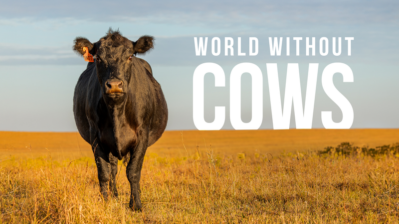 imagen principal película world without cows