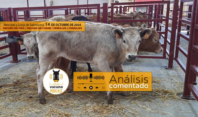Lonja y mercado de ganado vacuno Salamanca 14 octubre 2024