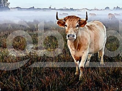 fotografía ganadora del concurso de cobadu