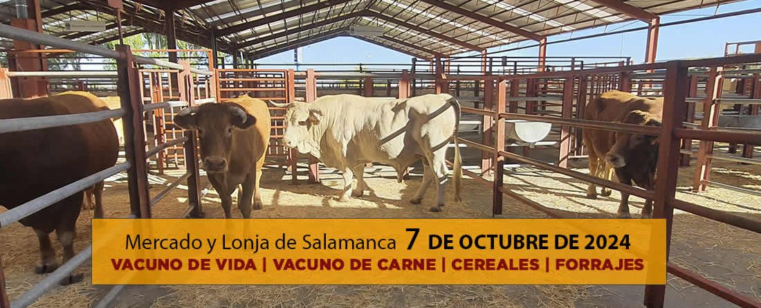 Lonja y Mercado de ganado vacuno Salamanca 7 octubre 2024