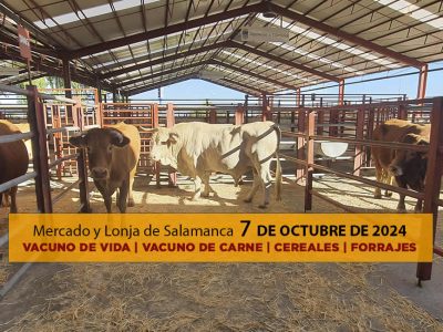 Lonja y Mercado de ganado vacuno Salamanca 7 octubre 2024