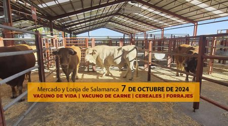 Lonja y Mercado de ganado vacuno Salamanca 7 octubre 2024