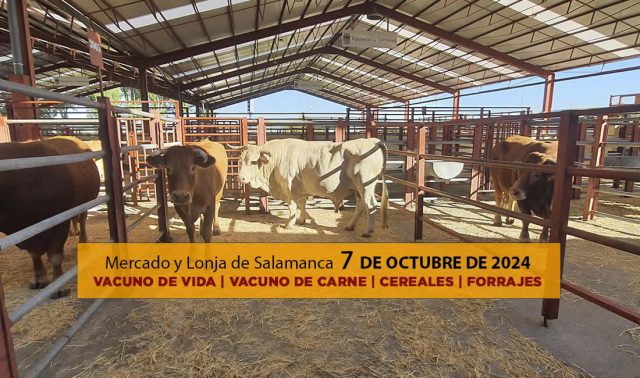Lonja y Mercado de ganado vacuno Salamanca 7 octubre 2024