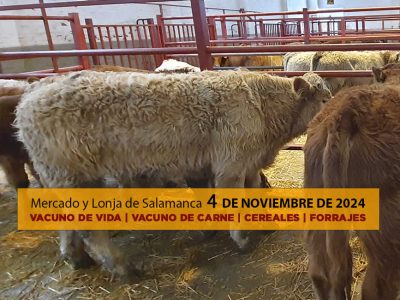 Lonja y mercado ganado vacuno salamanca 4 noviembre 2024