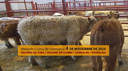 Lonja y mercado ganado vacuno salamanca 4 noviembre 2024