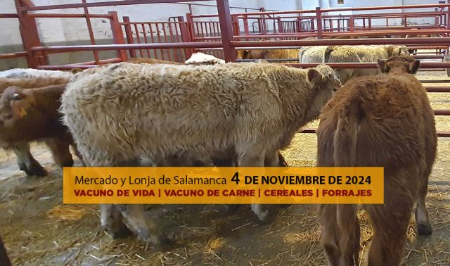 Lonja y mercado ganado vacuno salamanca 4 noviembre 2024