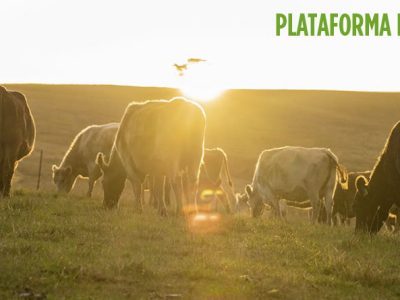 Plataforma Pecuaria Bovina PPB optimizada