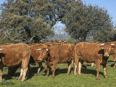 destacada np asoprovac por el acuerdo de la ue con mercosur