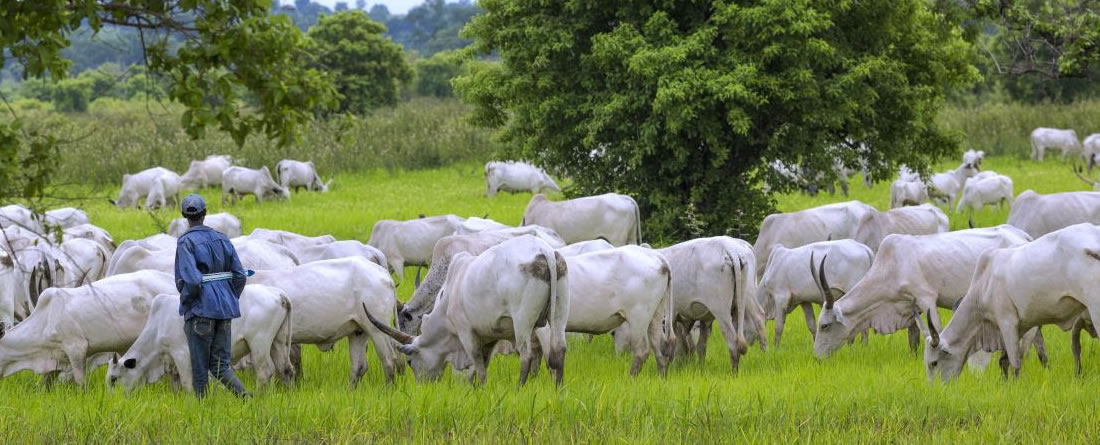 FIDA hace una guía para que los países en desarrollo reduzcan emisiones de metano