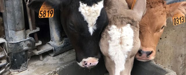 IRTA Taula d'Innovació 2024 10º aniversario