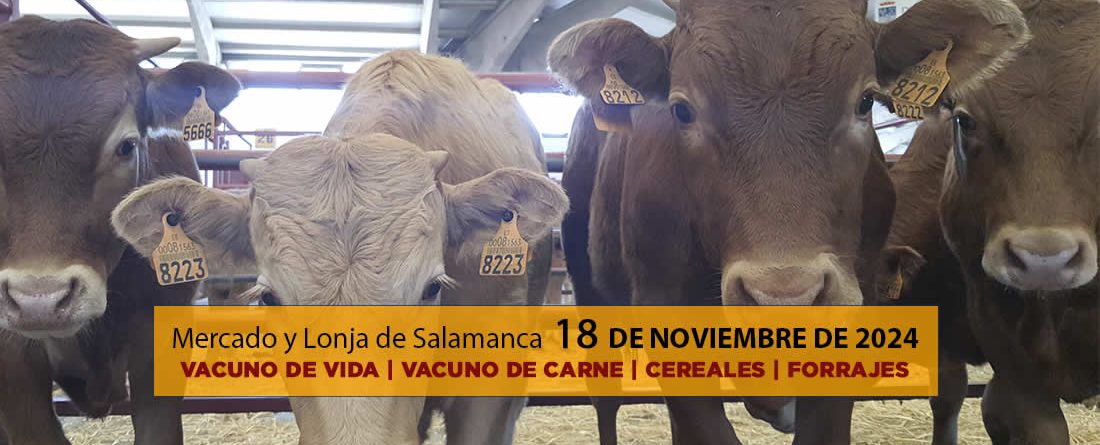 Lonja y mercado ganado vacuno Salamanca 18 noviembre 2024