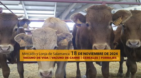 Lonja y mercado ganado vacuno Salamanca 18 noviembre 2024