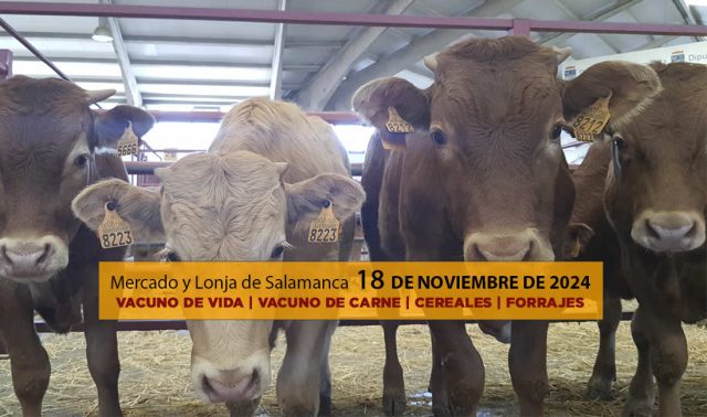 Lonja y mercado ganado vacuno Salamanca 18 noviembre 2024