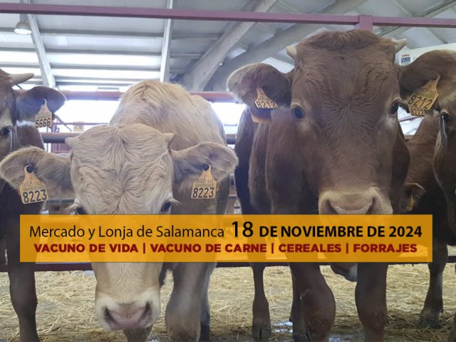 Lonja y mercado ganado vacuno Salamanca 18 noviembre 2024